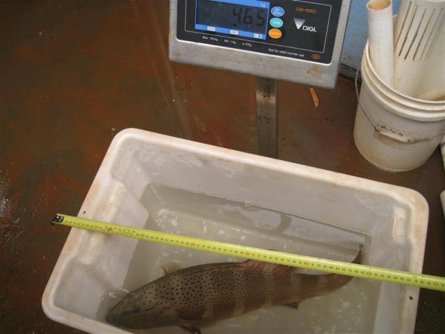 Trout weight